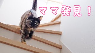 ママを探してたのに見つけたら塩対応なサビ猫
