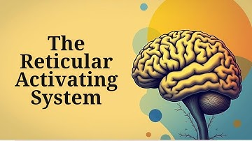 The Reticular Activating System (Your Brain’s Hidden Filter)