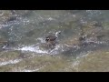 Sony HDR-GW77E(HDR-GW77V) Duck ZoomOut with Panning