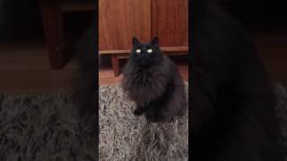 Black cat attack in slow motion
