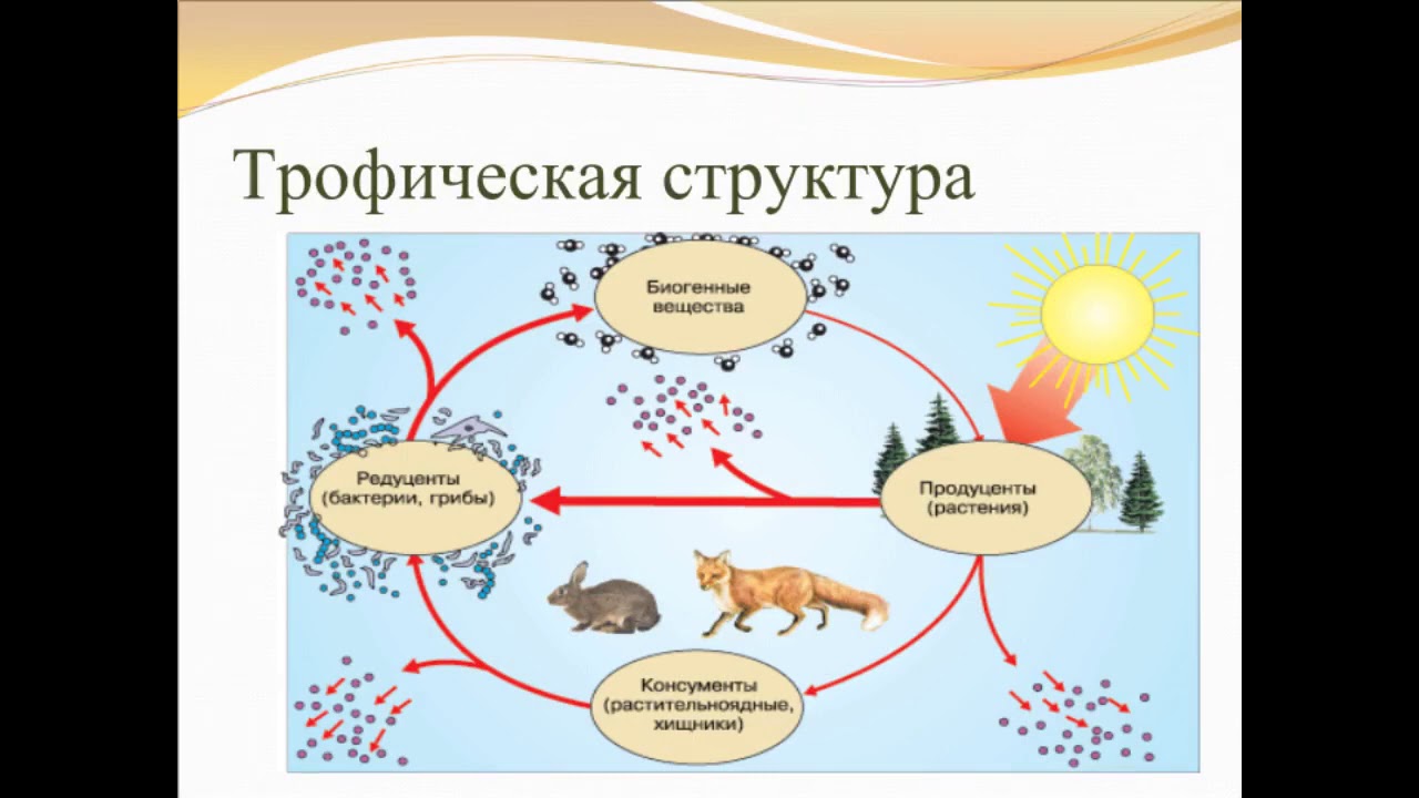 Состав и структура сообщества биология 9