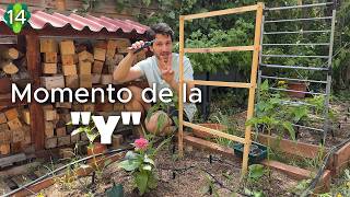 Podas y Entutorados "curiosos" 🍆 Huerto en casa paso a paso #14