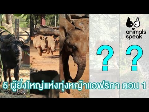 5 ผู้ยิ่งใหญ่แห่งทุ่งหญ้าแอฟริกา ตอน 1 : Animals Speak [by Mahidol]