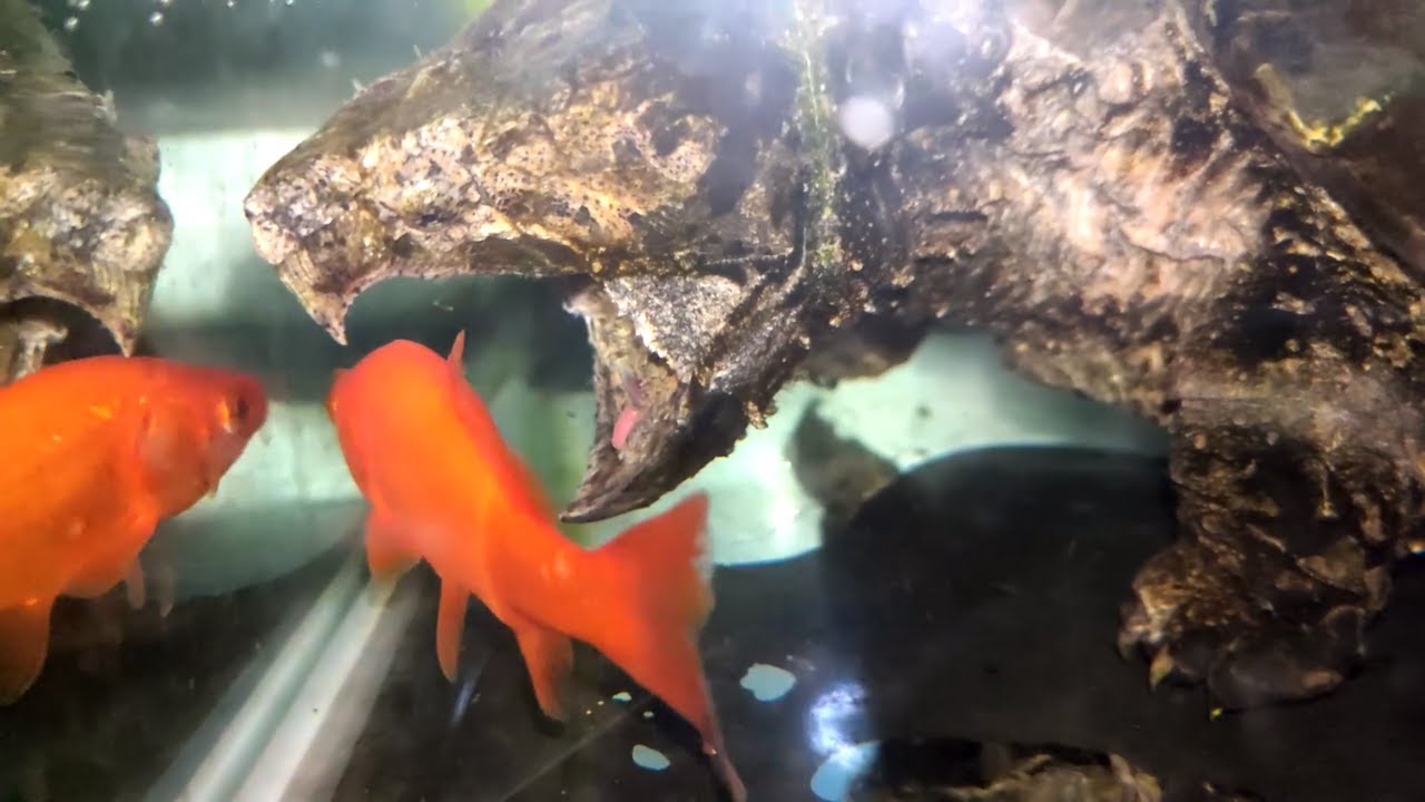 Giant Alligator Snapping Turtle Eats Goldfish | live feeding - YouTube