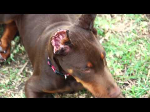 Video: Perché Hai Bisogno Di Fermare Le Orecchie Di Doberman?