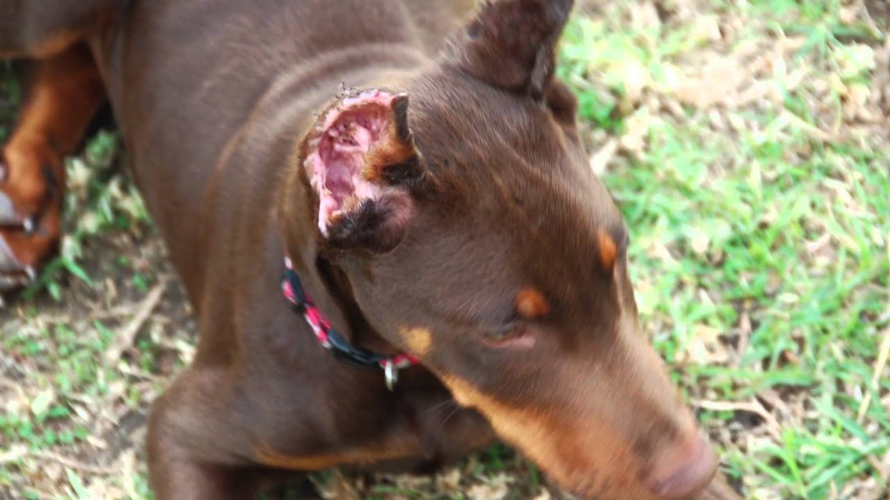 Tagliare Le Orecchie A Un Cane è Vero Amore