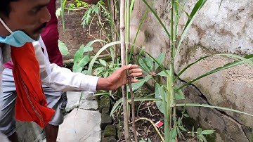 Mango tree Grafting by inarching method