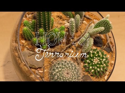Make a Cactus Terrarium - How To Terrarium ep. 4