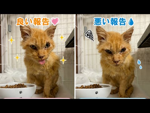 猫田さん - YouTube