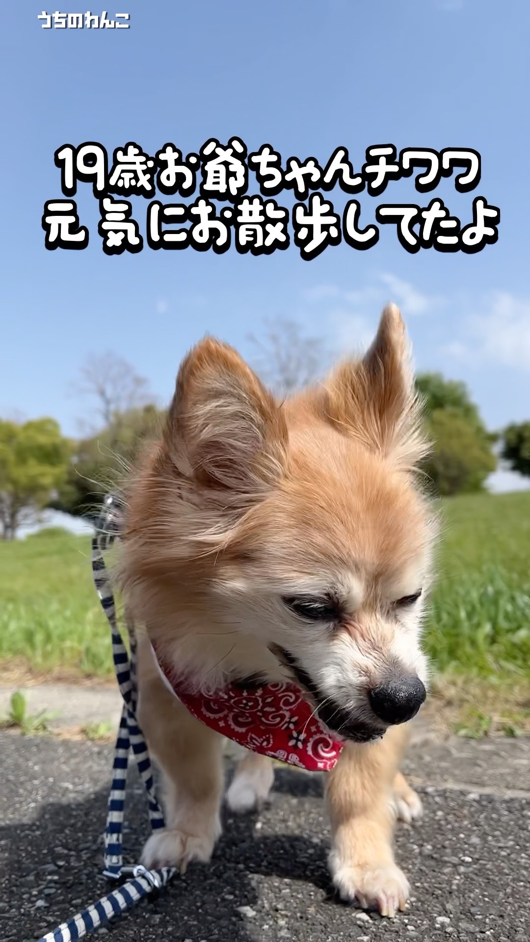 19-Year-Old Grandpa Chihuahua🐕【My Dog】 #shorts #mydog