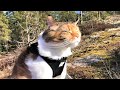 Maine Coon Cat: Blowing In The Wind
