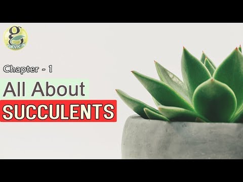 CACTI AND SUCCULENTS for beginners - INTRODUCTION | Difference between cactus and succulents