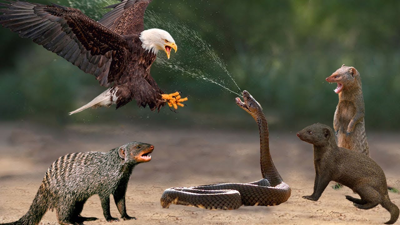 Increíble, mangosta y águila derrotan rápidamente a la serpiente YouTube