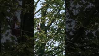 Crane pick sycamore for aspect forestry