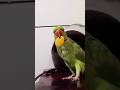 मिट्ठू ने खाई Mango Toffee 🍬🍭 #parrot #birds #mithukibatain #talkingparrot #funny #talkingbird