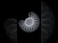 Python || turtle || flower || Adobe illustrator #foryou #python #graphics #designs #turtle #coding