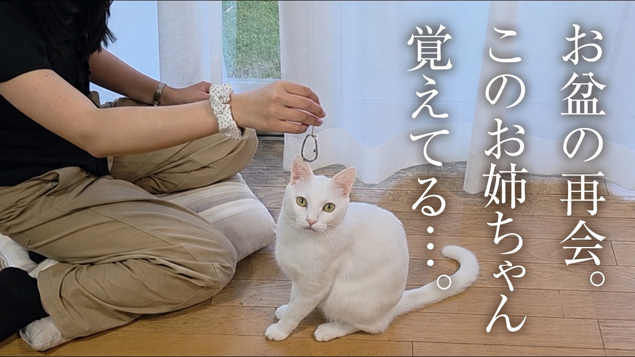 【感動】一人暮らしの娘が帰省！愛猫のとった行動とは!?