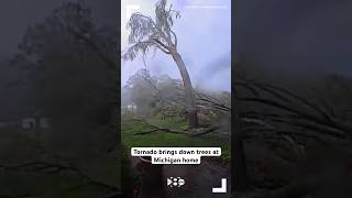 Tornado brings down trees at Michigan home