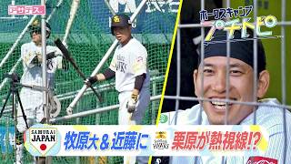 【ホークスキャンプ】SAMURAI JAPAN 牧原大成&近藤健介にホークス栗原が熱視線?!【スポーツキラリ★】【プチトピ】
