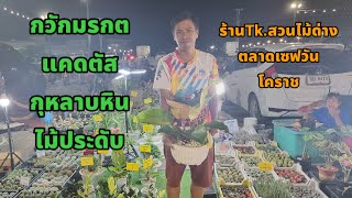 อัปเดตราคา #ต้นไม้ 15 พ.ค 67 #กวักมรกตด่าง #โชคเก้าชั้นด่าง #ไม้มงคล #แคดตัส #ไม้ประดับ