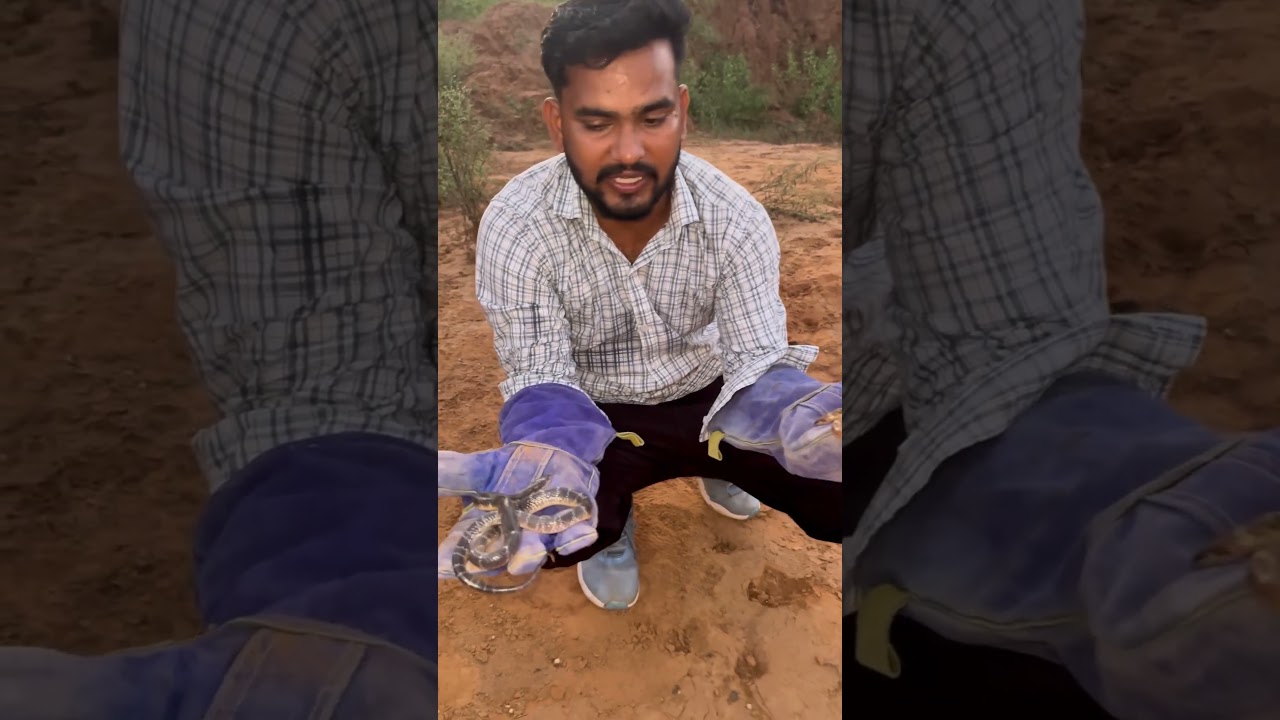 common krait vs wolf snake 