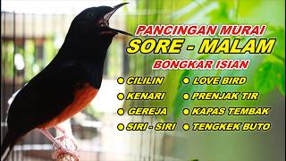 🔴 LIVE 88 - Pancingan Murai Batu Pagi & Sore Hari Full Isian Tembakan kasar Murai Apapun Pasti Nyaut