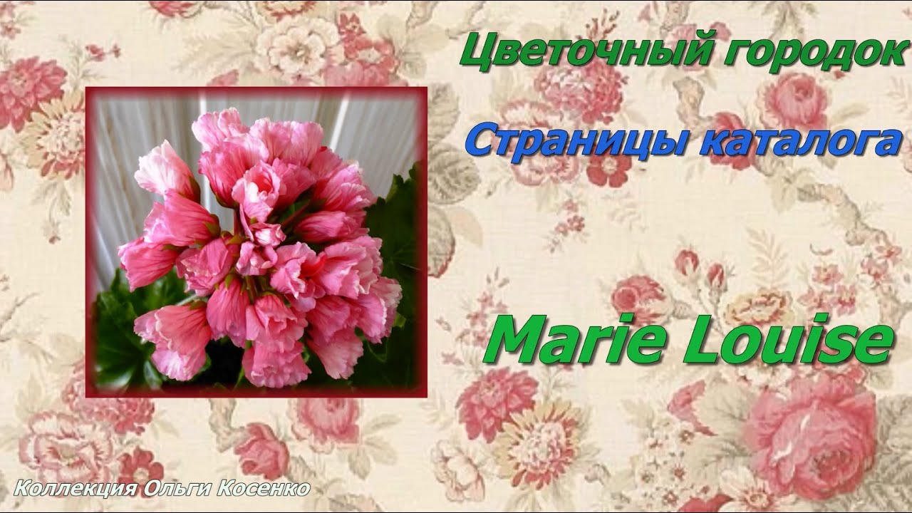 Marie Louise - тюльпановидная пеларгония. Цветочный городок