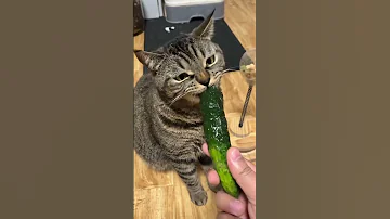 Cat Funny Foryou PP 