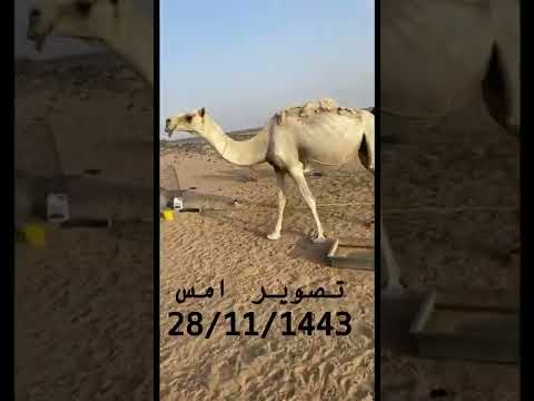 ابل ابن طويق ما شاء الله تبارك الله اذكروا الله يا شباب بعد استخدام خلطه ولد الشرقيه لتسمين الابل