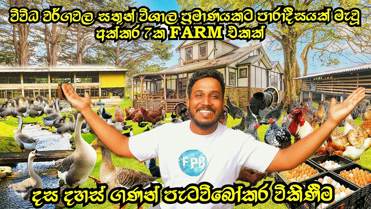 Quail and Poultry farm - කවුරුත් නොකී රහස් - බිත්තර සහ පැටවුන් දහස් ගණන් සාදන ආකාරය - අඩුම මිල ගණන්