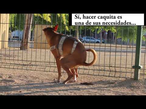 Vídeo: Per Què és Important Recollir Caca De Gos - Malalties Zoonòtiques Per Caca De Mascotes