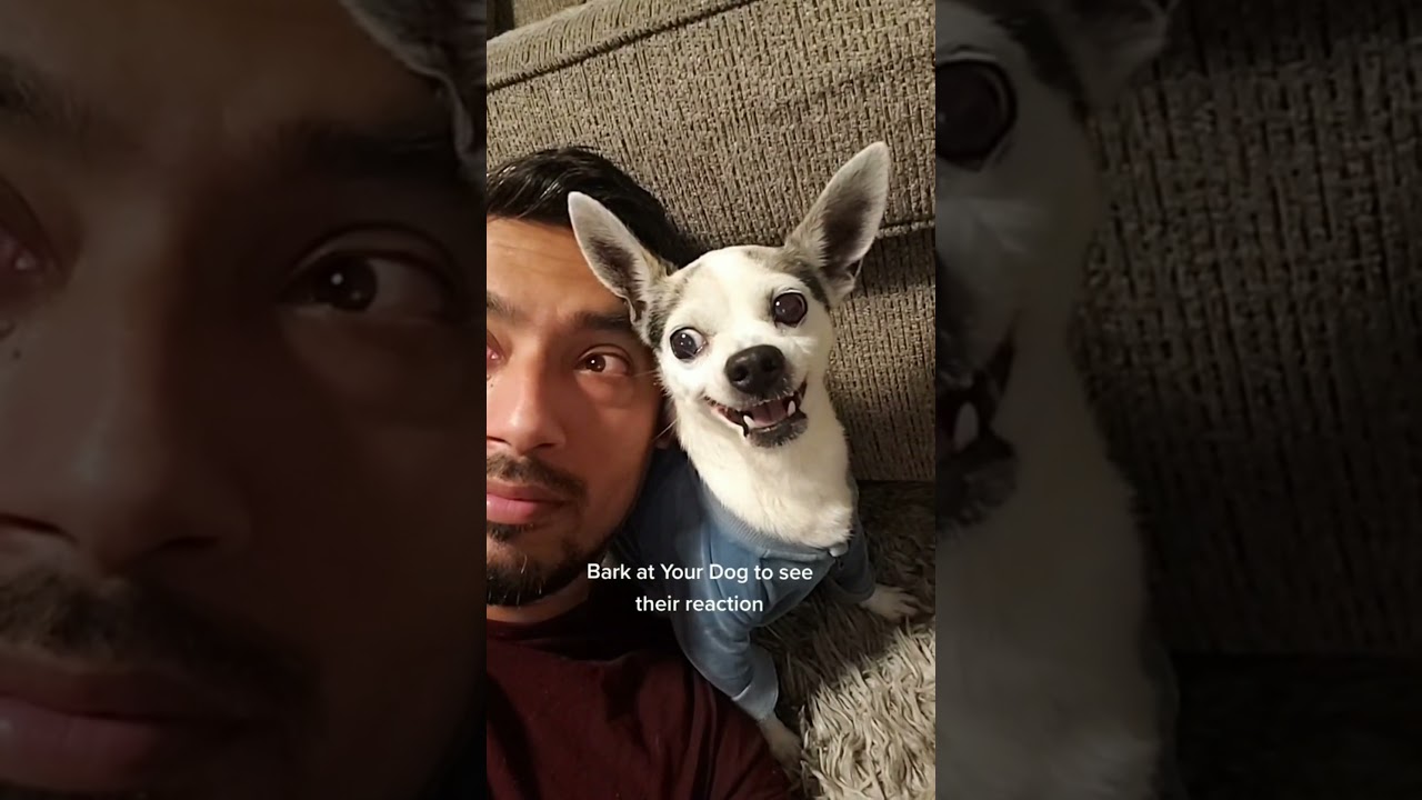 angry chihuahua || angry chihuahua videos ?? || angry chihuahua funny || #shorts #chihuahua
