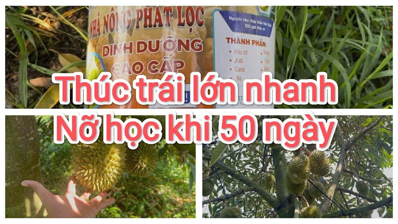 Thúc trái mau lớn nỡ học công thức đi phân gốc 50-60 ngày 