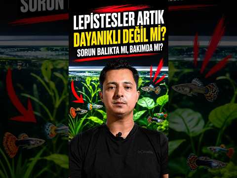 Lepisteler neden hasta oluyor gerçek sebebi #aquarium #guppy #balık #lepistes