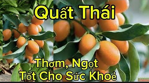 Cây Trồng Chậu Dễ Trồng Nhất Phải Nói Đến Cây Quất Ngọt Thái Lan Siêu Quả Lại Còn Sang