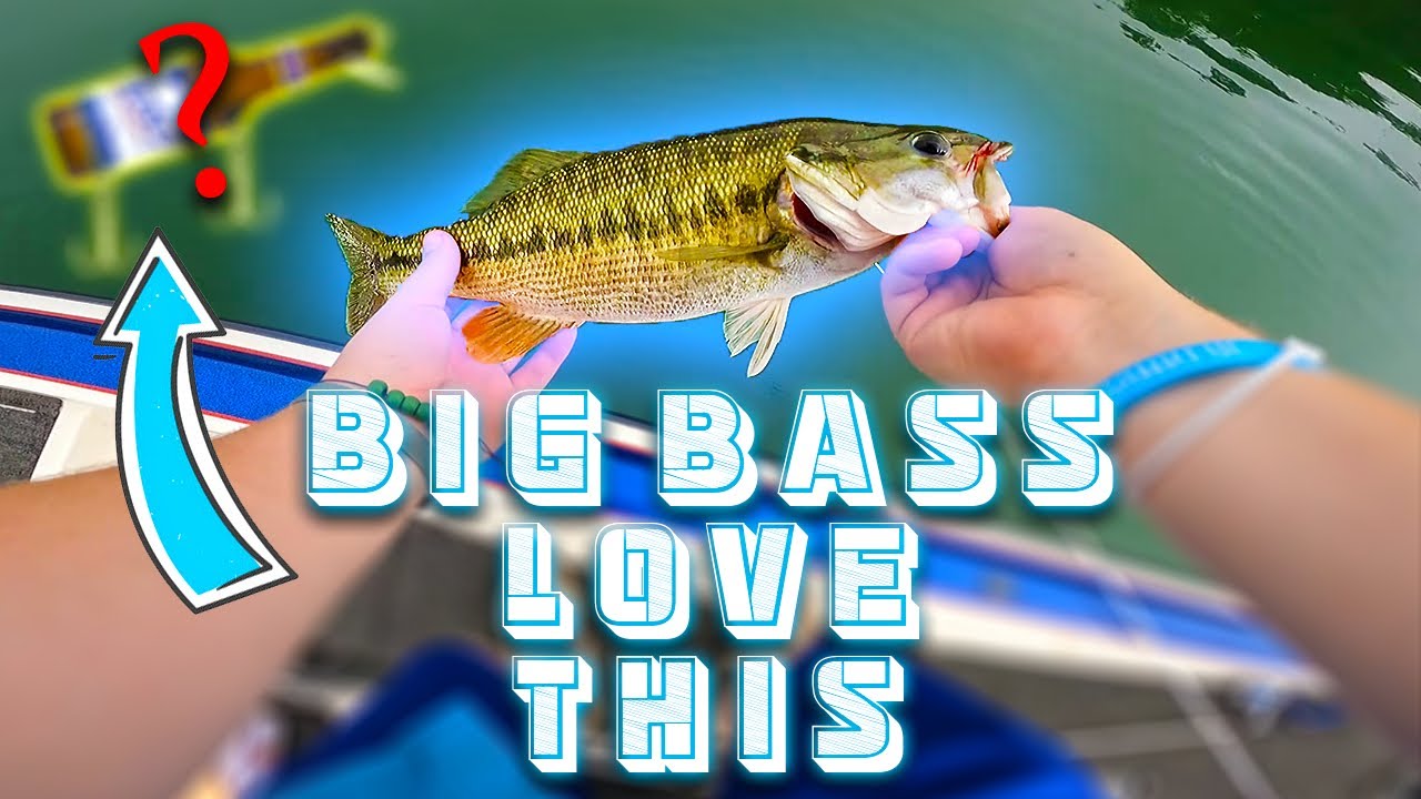 The BEST LURE for BIG SUMMER TIME BASS! (What to USE) #bassfishing #fishing