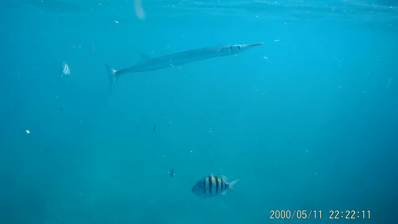 Snorkeling Singer Island, FL