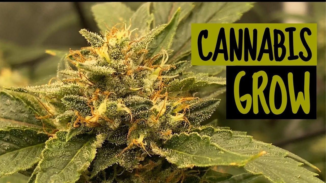 Cannabis Grow 1 Month in Flower 🔥Should i Grow 10 Pounds ?