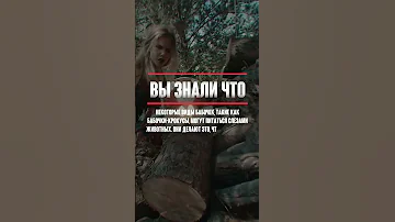 Ты знал что бабочки пьют слезы животных?