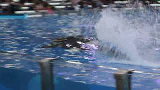 Orca Fast Swim - Orca Encounter SeaWorld Orlando 1/14/22