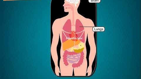 Internal Organs - Science Class 3