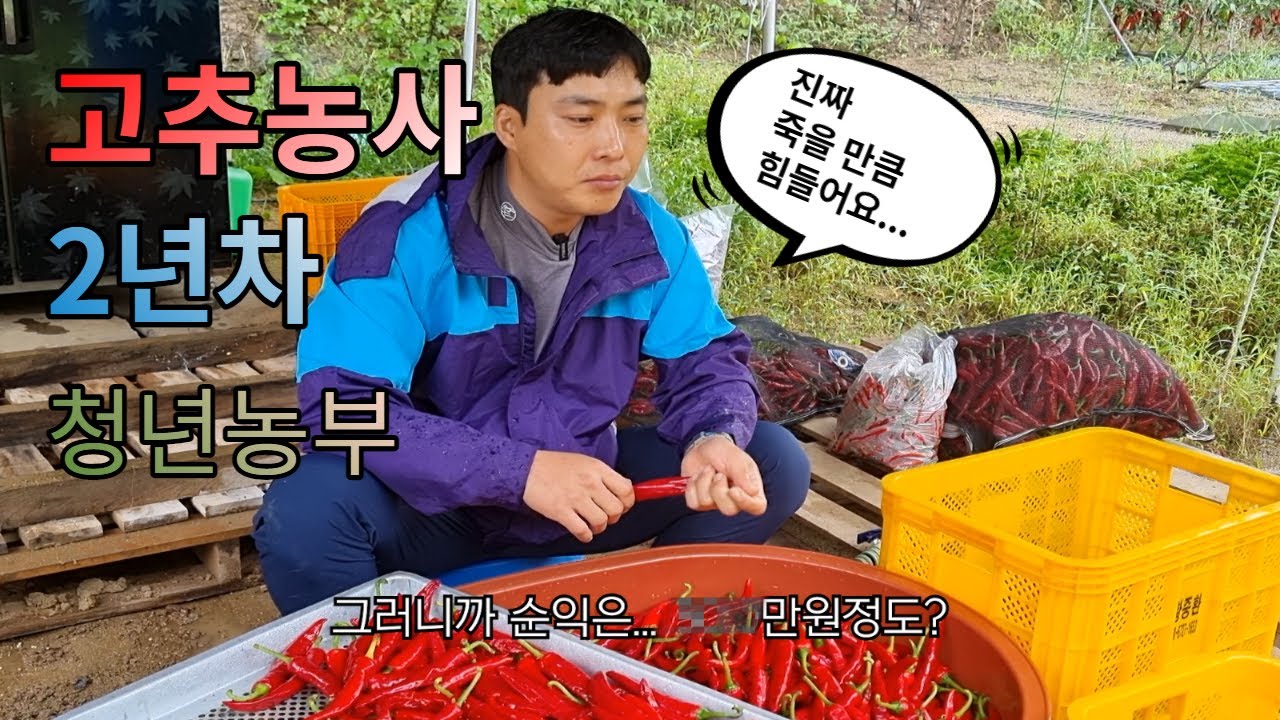 나혼자 고추 농사 1,500평 순수익 얼마나 벌까? 농사 쉽게 생각하면 망해요.