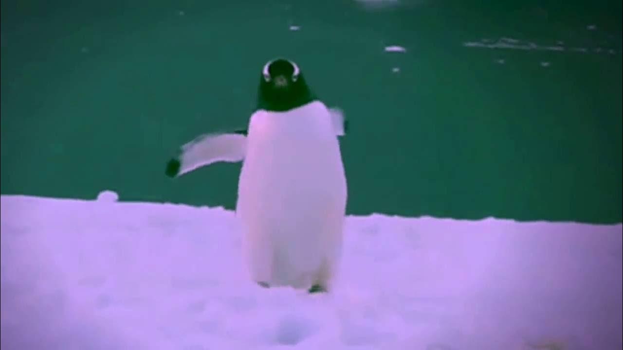 Exploding Penguins - FAIL - YouTube