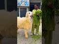 #viral #music #hiphop #viral #pakdairy #shortsvideoviral #animals #shermaindehat #animal viralmusic