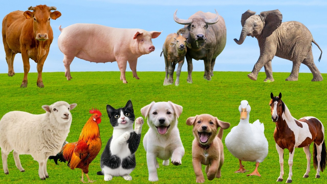 🌿 Đồng Quê Vang Lên 