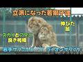 岩手サファリパーク 立派になった若獅子達 良き相棒スカイとアマニGood Companions: Sky &amp; Amani【English Subtitles】ライオン  Iwate Safari
