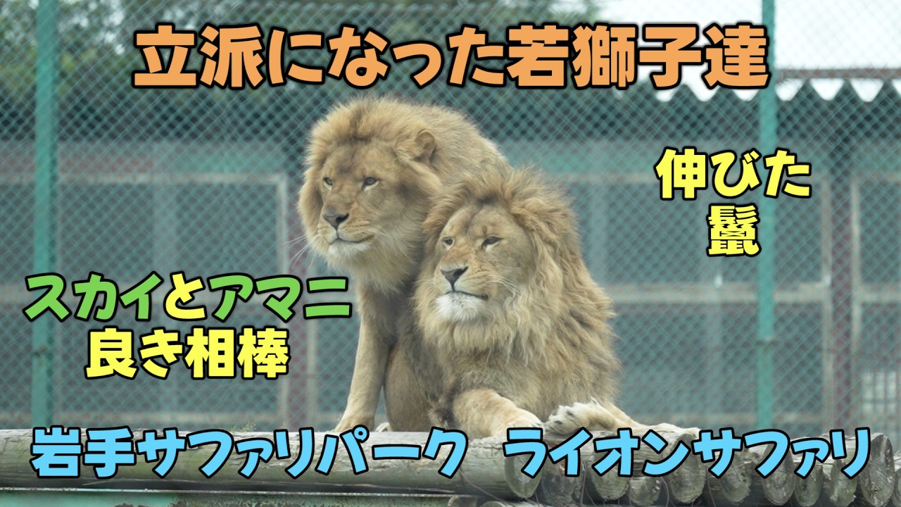 岩手サファリパーク 立派になった若獅子達 良き相棒スカイとアマニGood