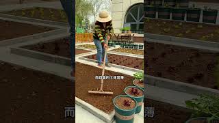 This method of growing lettuce ensures fast and uniform germination