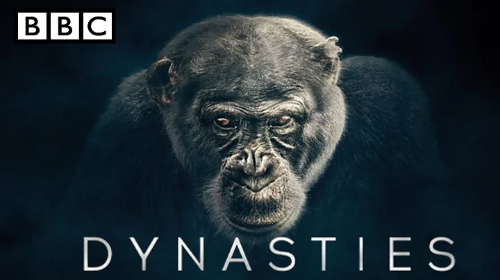 BBC America Dynasties chimpanzee | Episode 1 - The Ruler | BBC Dynasty highlights
