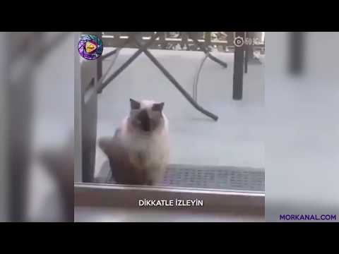 Kedi Kapıyı Çalıyor